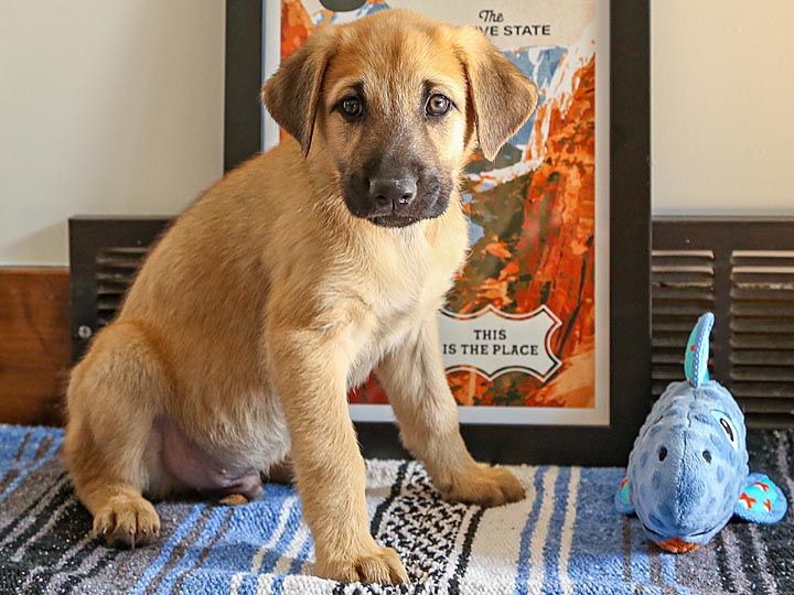 chinook puppy